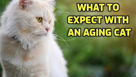 What Behavior To Expect From An Old Cat