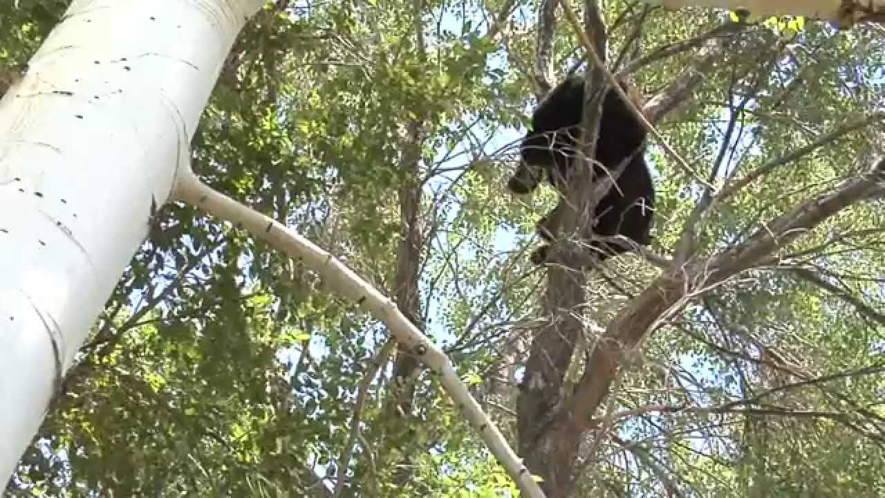 What to do if you see a bear in your neighborhood YouTube