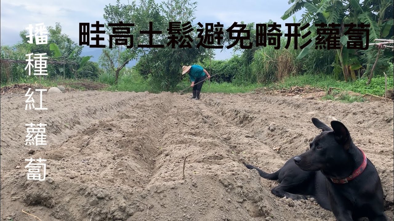 播種紅蘿蔔 畦要高 土要鬆 如何避免種出畸形蘿蔔 Youtube