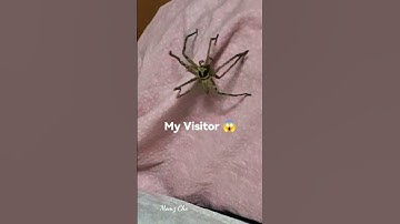 MY VISITOR ON MY PILLOW BIG #spider #shorts #ytshorts
