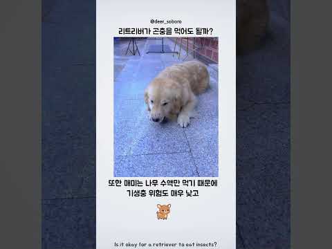 리트리버가 곤충을 먹는다면 어떻게 될까? thumbnail