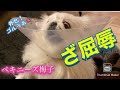 ペキニーズ梅子　屈辱のエリザベスカラー