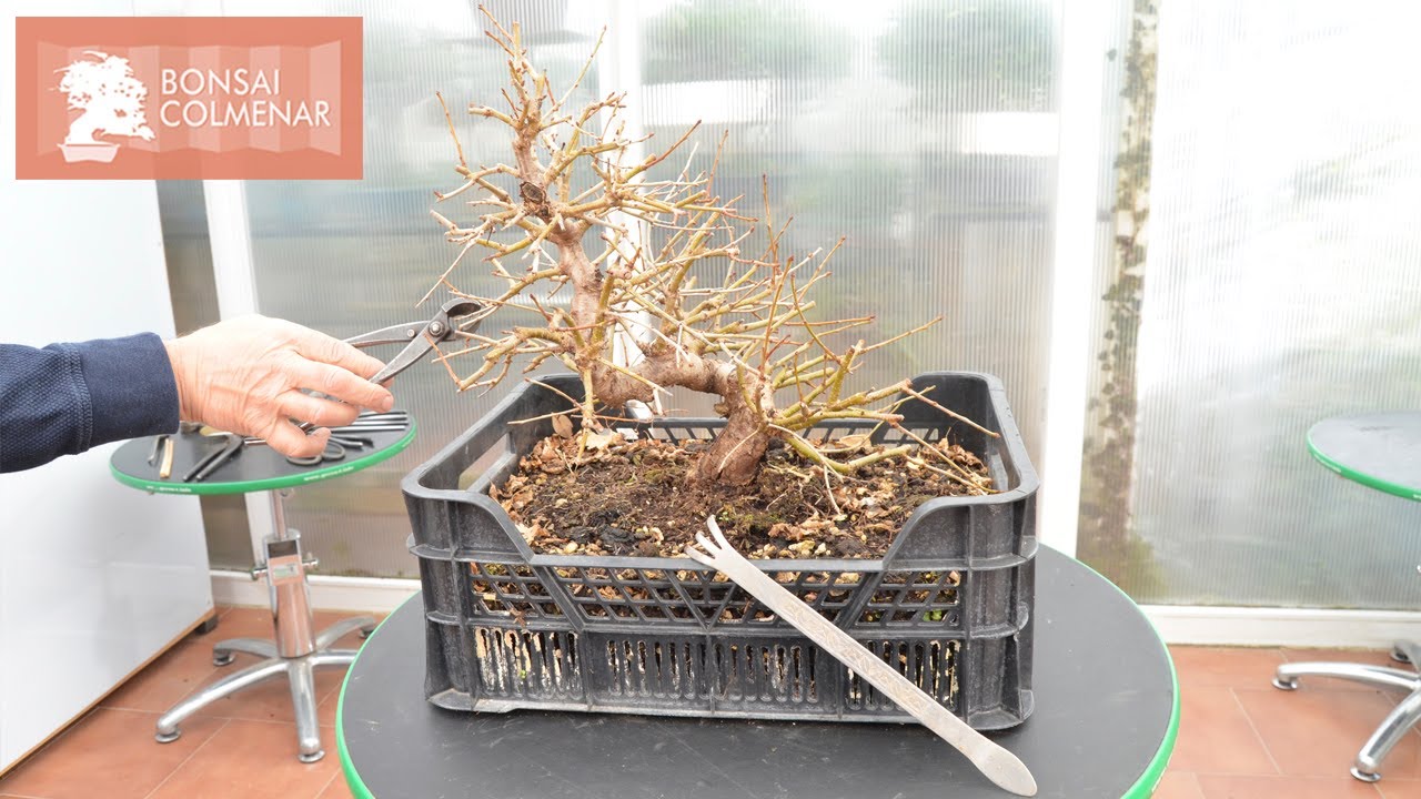 Prunus mahaleb cerezo de Santa Lucía - Bonsai Colmenar