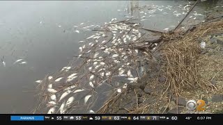 Environmental Officials Believe Bacteria Is To Blame For Dead Fish In New Jersey Waters