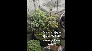 Organic Grow Room - AC Infinity 3x3 With Evo4 300 watt - Day 7/55?