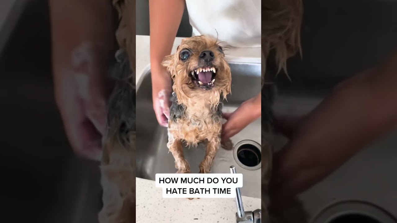 Tiny body,massive attitude 👹