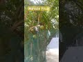 Miracle Fruits /Jamila Abalos #miraclefruit #shorts #fruits