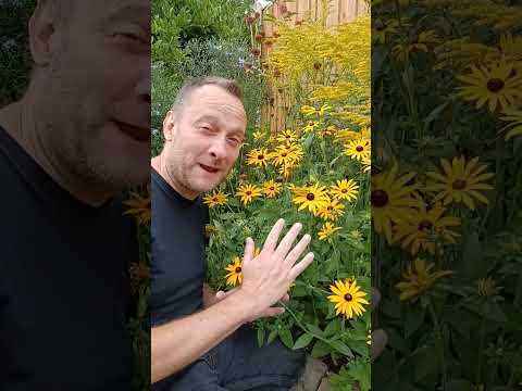 فيديو: Rudbeckia المعمرة - الشمس في حديقتك