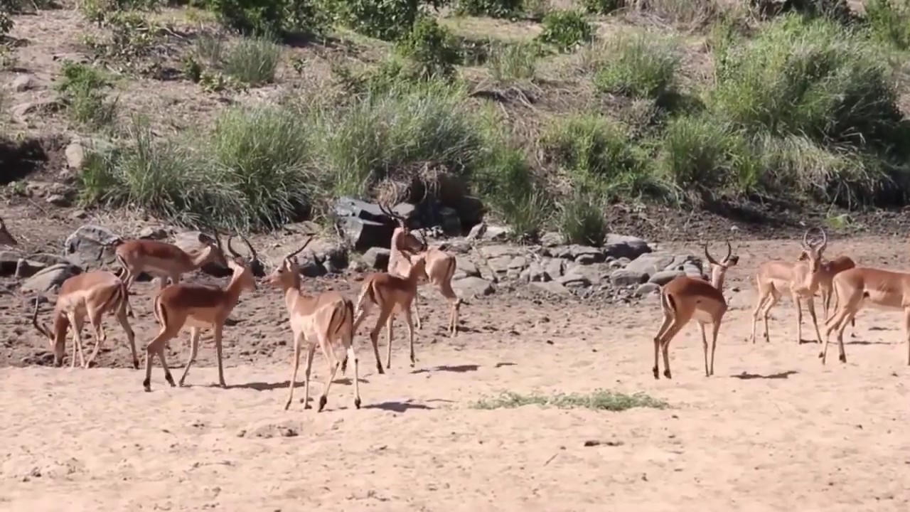 Lion Punish Leopard to Help Impala Escape Spectacularly Unbelievable Must Watche