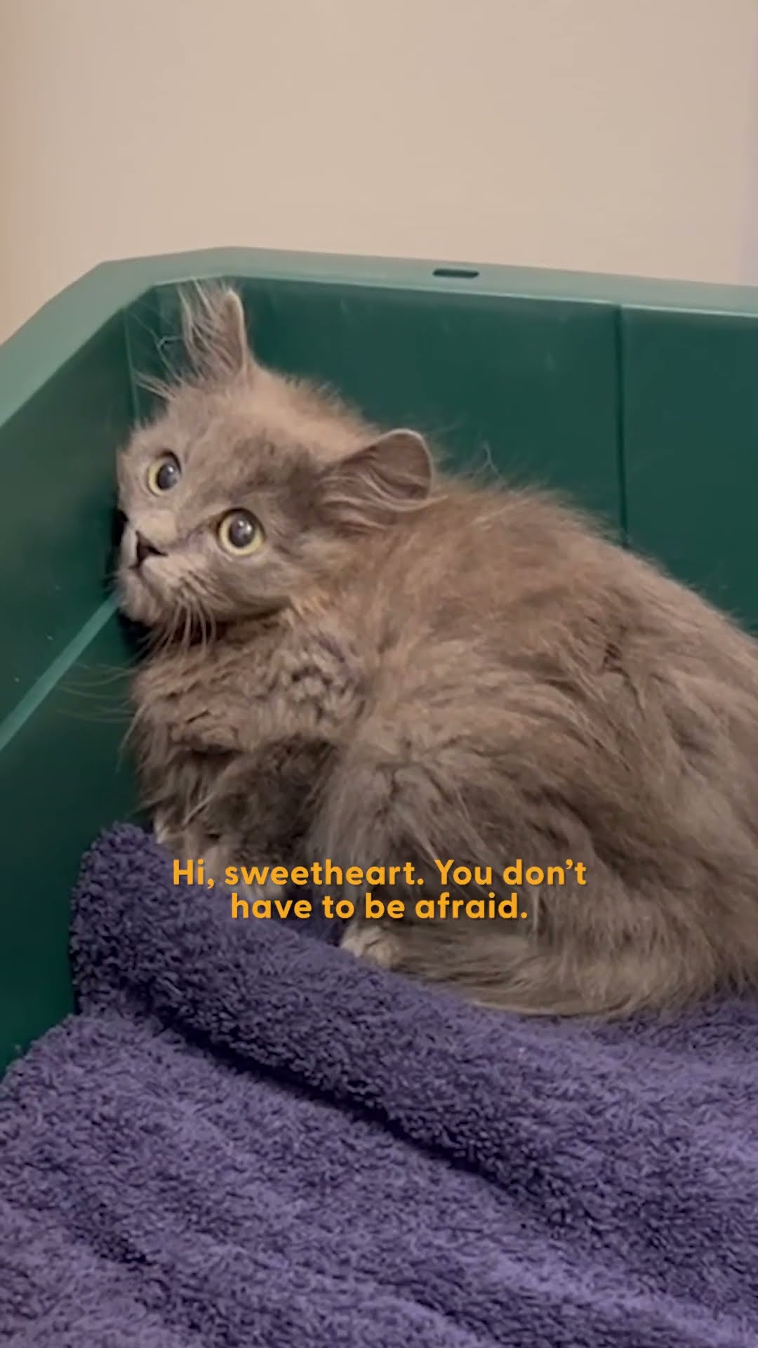 Kitten Keeps Showing Up In Family's Backyard | The Dodo