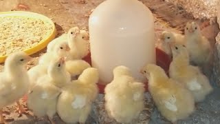 الكتاكيت البيضة عمر5ايام بدون تحصينات ومعلقة واحدة فقط لرفع مناعة الكتكوت وفتح الشهية بدون علف