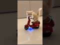 Amazing Facts About Dogs 🐶Cute Cat Moments You Will Love 🐱Top 7 Smartest Animals
