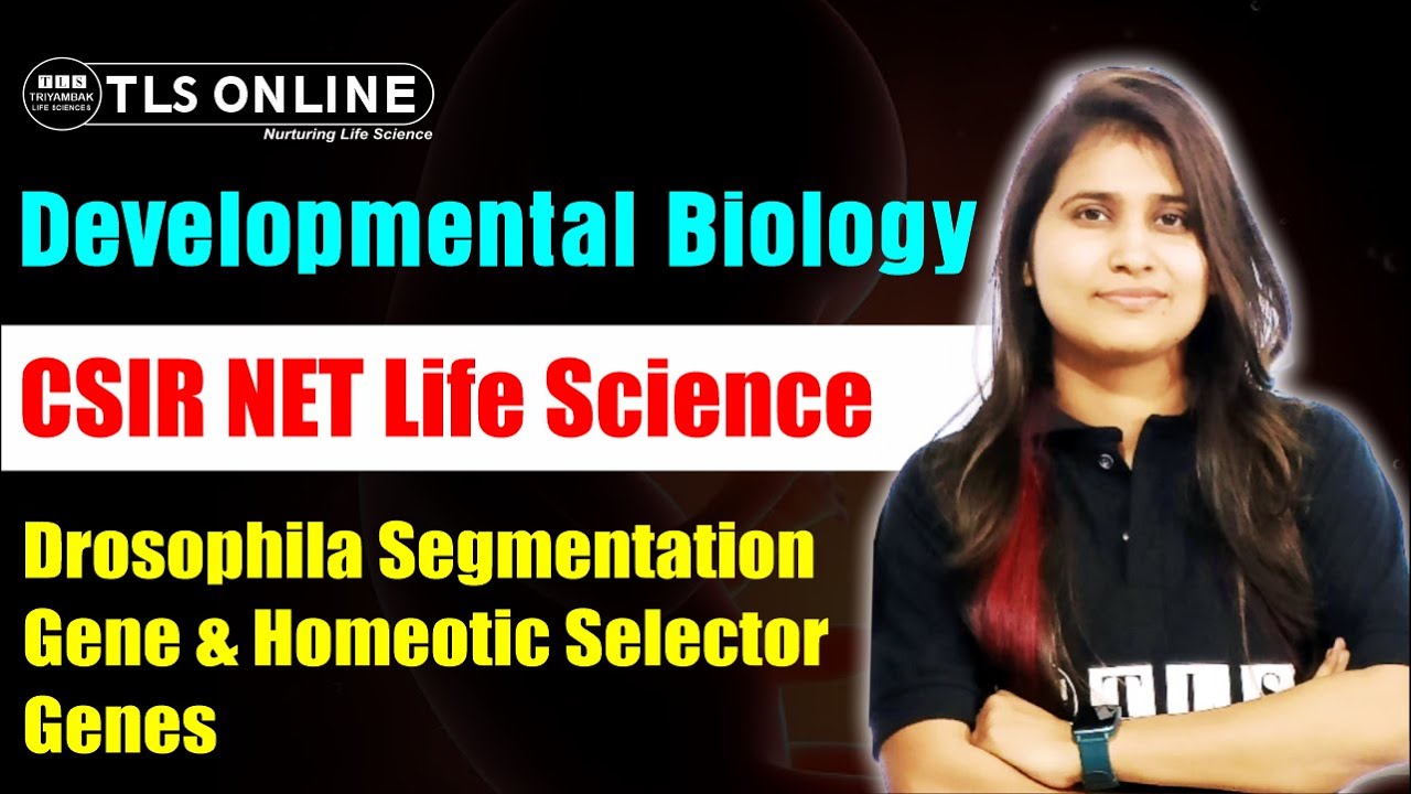 Drosophila Segmentation Gene & Homeotic Selector Genes | Developmental ...