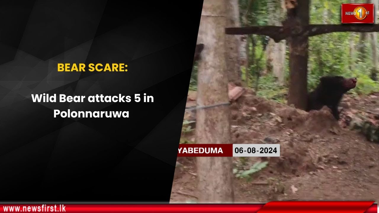 BEAR SCARE: Wild Bear attacks 5 in Polonnaruwa