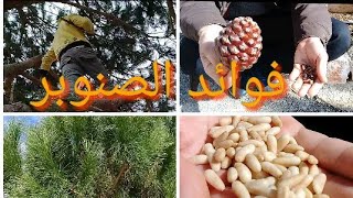 تعرف على فوائد الصنوبر الصحيةوالغذائية