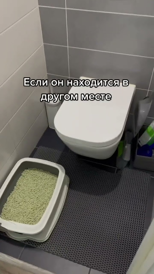 Как приучить кота к унитазу - YouTube