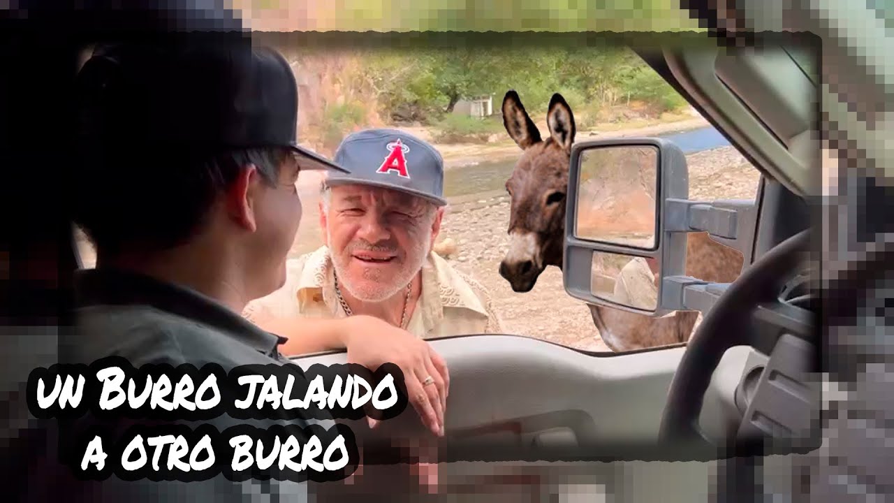 Qué Le Dijo Un Burro A Otro Burro