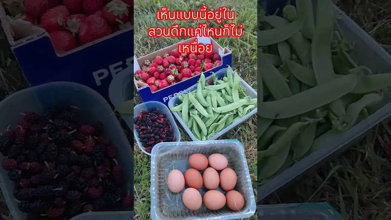 #เก็บผลไม้ในสวน #ผลไม้ปลอดสาร #garden #sohrts #ชีวิตต่างแดน #เมียฝรั่งชนบท #เกษตรพอเพียง