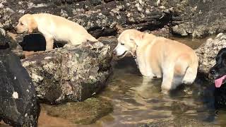 Three months old Labrador puppy goes to the beach by The Dogs World 72 views 10 days ago 3 minutes, 37 seconds