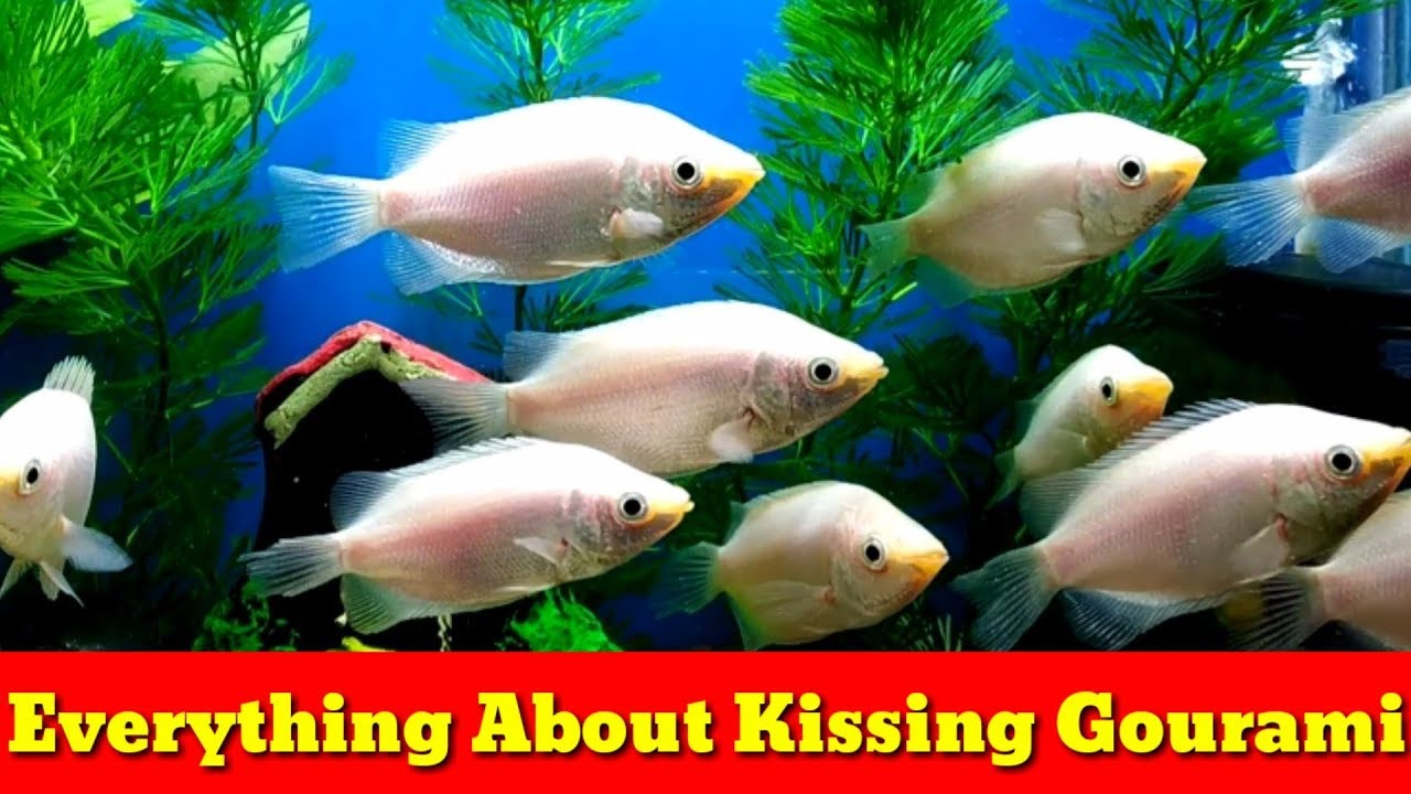 Everything About Kissing Gourami 