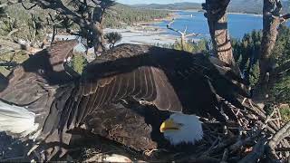 Jackie and Shadow bring a lot of fluff FOBBV CAM, Big Bear Bald Eagle Live Nest \/ Wide View Cam