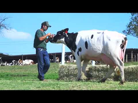 LOTE 38 DELETOPI BELLA 160 ATOMIC