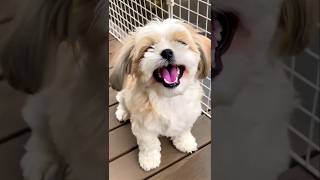 Cutes Shihtzu Puppy Dog Barking Dog Sound