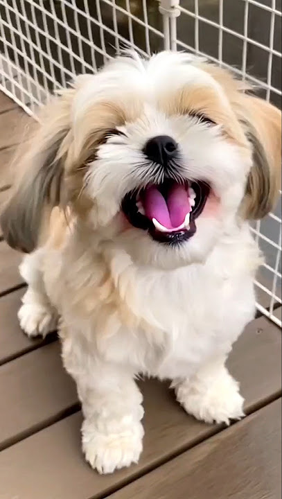 cutes shihtzu puppy dog barking video dog sound #dog #puppy #shihtzu #cutedog #pets #barking #shorts