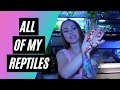 MEET MY PETS | ALL OF MY REPTILES! (2020)