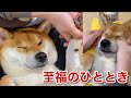 【柴犬】肉球ケアサロンで至福のひととき