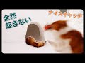 雪で遊ぶ犬と、まったく遊ばない犬