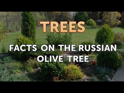 Facts on the Russian Olive Tree