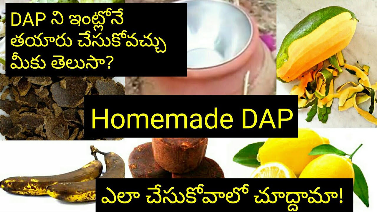 Dap Homemade