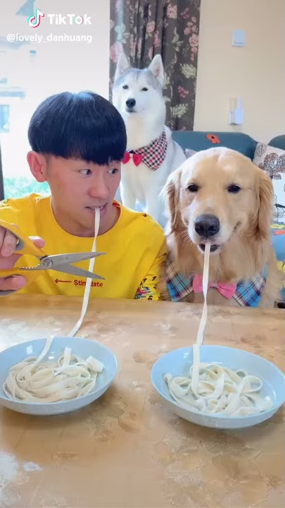 ANJING PINTAR LUCU IMUT LOMBAH MAKAN