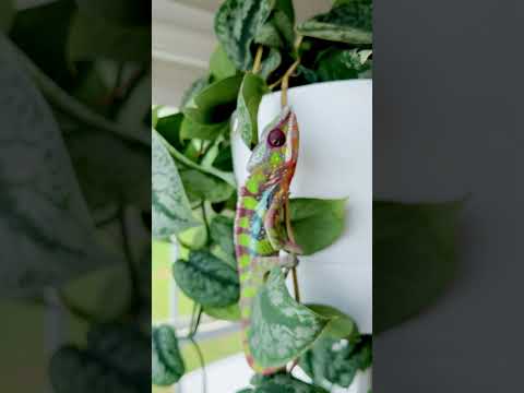 Sambava FTW #smalltownxotics #reptiles #chameleon