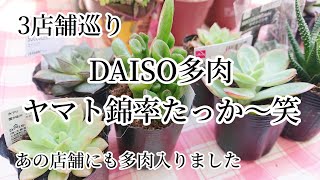 3店舗巡って  DAISO多肉大和錦率たっか〜笑