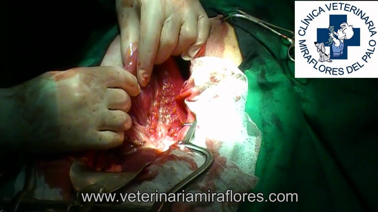 Torsión de estómago en un mastín español. Cirugía Miraflores del Palo -  YouTube