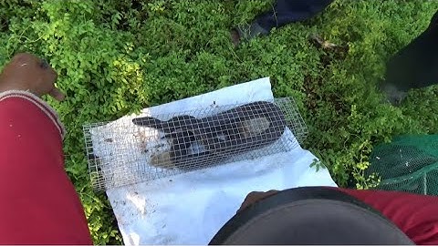 11 |Thăm bẫy rắn cùng anh bảo hôm nay trúng mánh  P2 | Snake trap Vietnam