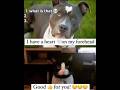 dog and cat meme 😼 #meme #dag cat #blox_nightmare