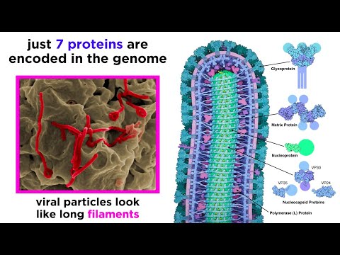 Video: Tot De Dood Beschermd: Systematische Uitsluiting Van Zwangere Vrouwen Van Proeven Met Het Ebola-virus