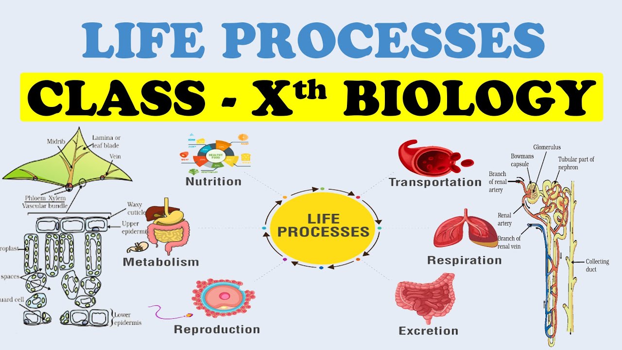 Жизнь это в биологии. Processes of Life. Биология человека 10 класс. Biology is Life. Life processes