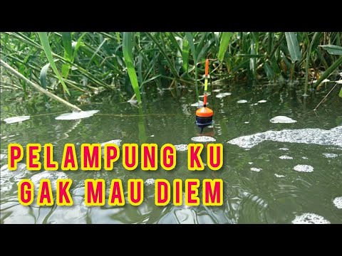 #nila #mujair Umpan ini paling Killer Untuk Mancing Ikan Nila Babon