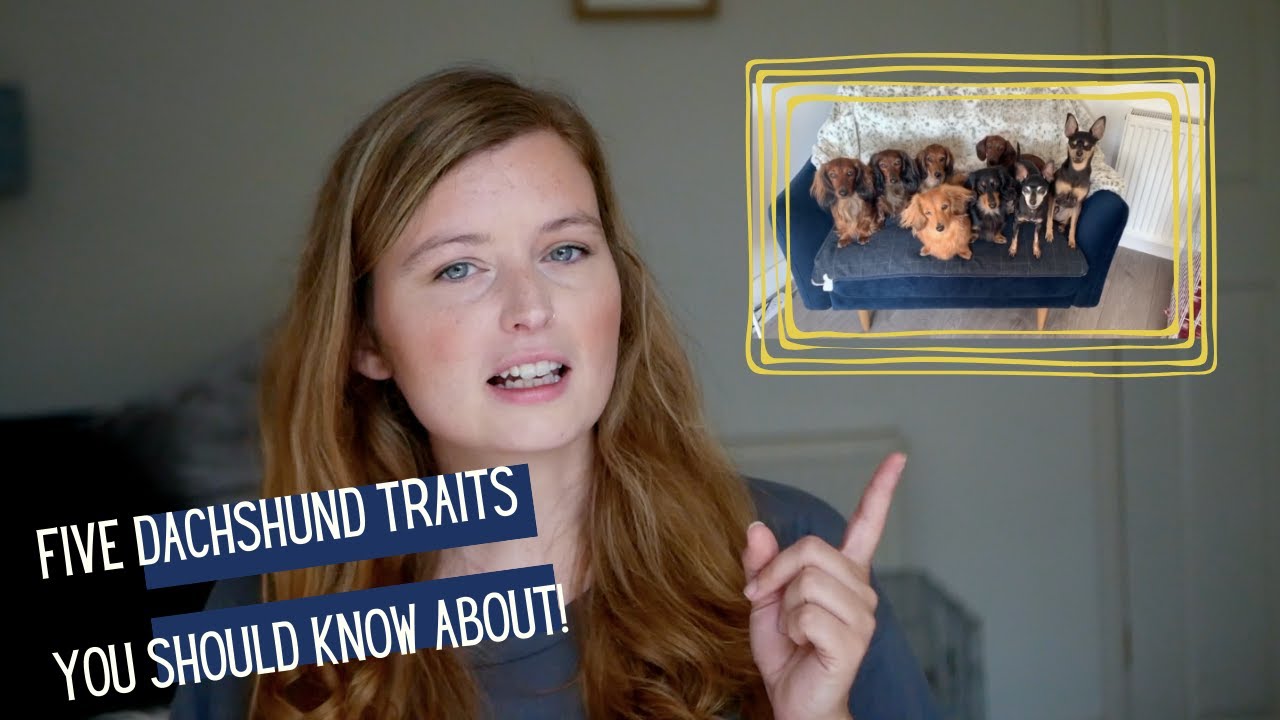 5 Top Traits | Dachshunds | UK