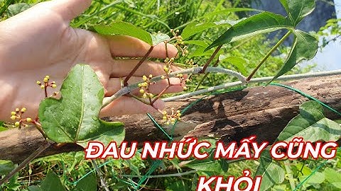 DÂY CHÌA VÔI- LOÀI CÂY CÔ BÁC NÀO CŨNG CẦN DÙNG. CÔ BÁC ĐÃ BIẾT CHƯA!