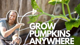 How to Grow Pumpkins in Containers (Even in Small Spaces)