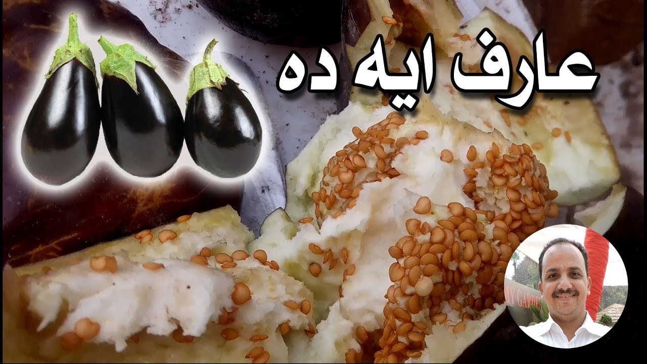 ازاى تاخد من الباذنجان بذور وتزرعها فى البيت بسهولة