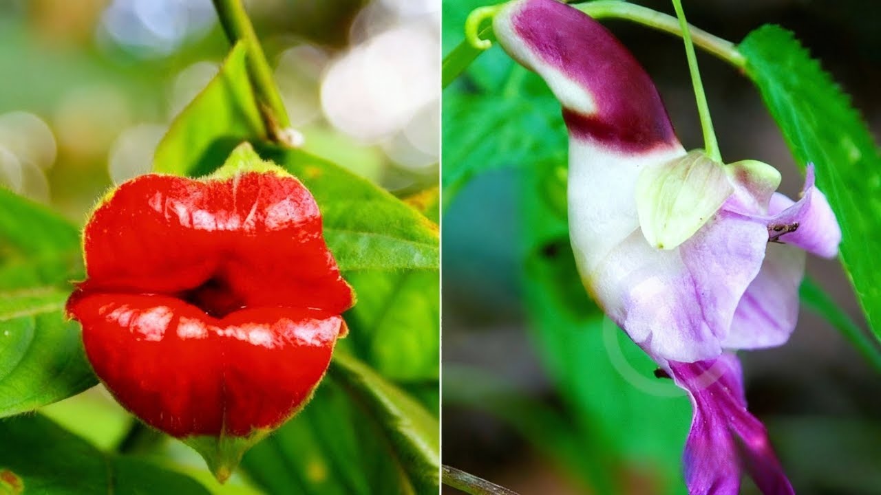7 of the RAREST and MOST AMAZING Flowers in the World