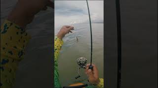 Asuhos gyud! #bearking #microfishing #mifine #wadefishing #xul