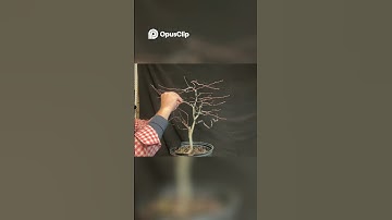 Master Tree Trimming Tips to Shape Deciduous Bonsai