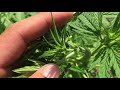Seguimiento 3 marihuana en exterior/ Como diferenciar plantas macho, hembras y hermafroditas